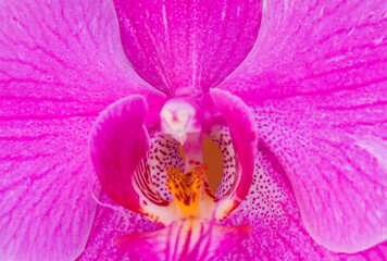 orchid