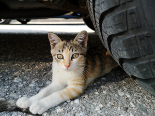 Fototapeta premium Katze