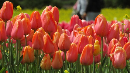 Patagonian tulips