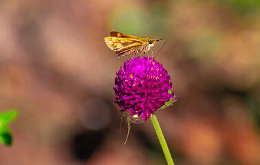 Mariposa anaranjada polinizando. Canelones, Uruguay