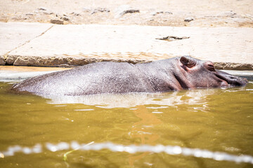 Fototapeta premium tiger, chitta, bird, elefante, lapmpa,hipopotamo, Cocodrilo en cautiverio, bokeh photo