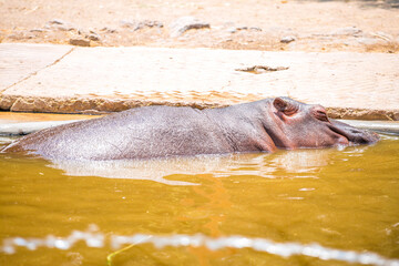 tiger, chitta, bird, elefante, lapmpa,hipopotamo, Cocodrilo en cautiverio, bokeh photo