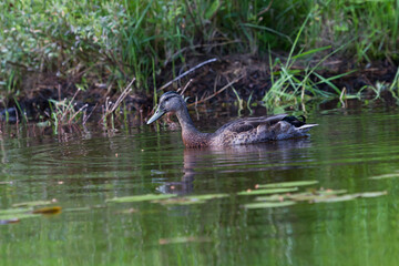 A male mallard in eclipse or alternate plumage
 