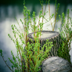 pieniek ścięte drzewo kwitnące odrosty © rpetryk