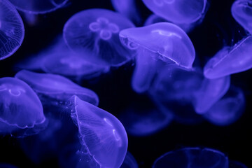 A flock of jellyfish under water on a dark background. Natural natural background