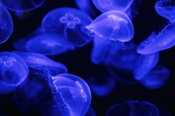 A group of light blue jellyfish on a dark background.