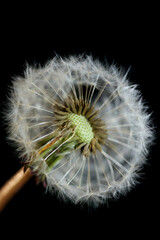 Fototapeta premium Wild flower blossom close up taraxacum officinale dandelion blow ball asteraceae family modern botanical background high quality big size print