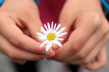 Hands of a girl offering a daisy