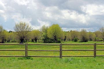 Wooden fence in a yellow flower meadow