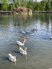 Group of white geese swimming with their young