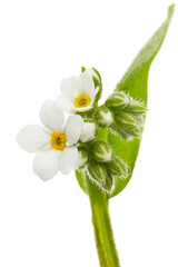White flowers of Forget-me-not (Myosotis arvensis), isolated on white background