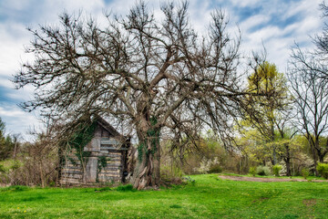 Fototapeta na wymiar Old Tree and log cabin