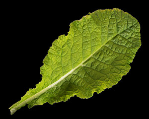 Green leaves of primrose flower, isolated on black background