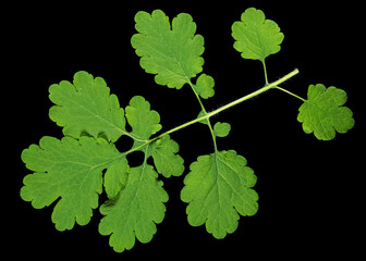 Fototapeta na wymiar Green leaves of celandine, isolated on black background