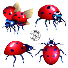 Obraz premium ladybugs