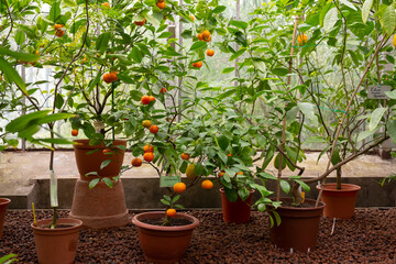 Fototapeta na wymiar Citrus trees with fruits in large pots in the greenhouse of the botanical garden