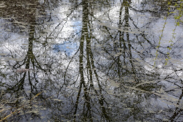 The tree is reflected in the water surface of the pond in the park