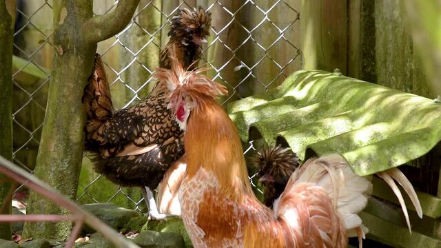 gallinas afuera 4