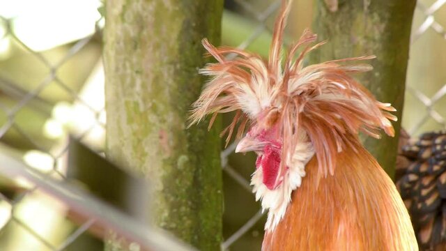 gallinas afuera 3