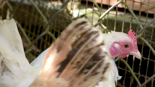 gallinas afuera 2