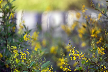 Yellow Foreground Flowers