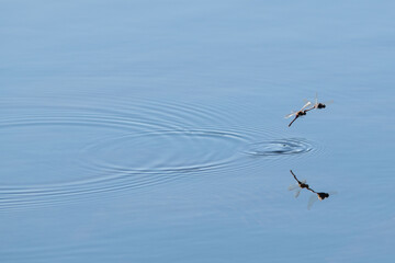 Two dragonflies mating with their tails dipped in the calm smooth blue water of a pond.  The large insects are reproducing as part of a life cycle. The insects are together with their tails in water. 
