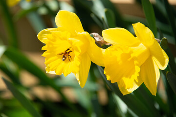 Fototapeta premium Macro of a vibrant yellow daffodil flowers with a honeybee feeding from the flower's nectar. The sun is shining on the spring flower as the bee extracts pollen from the center of the daffodil bloom. 