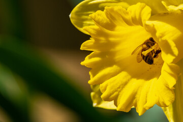 Macro of a vibrant yellow daffodil flowers with a honeybee feeding from the flower's nectar. The sun is shining on the spring flower as the bee extracts pollen from the center of the daffodil bloom.  