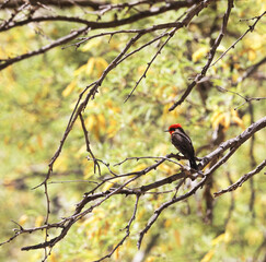 Elegant red and black colors of vermillion flycatcher on Arizona spring day