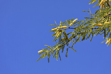 Flowering mesquite catkins in horizontal background with copy space on left