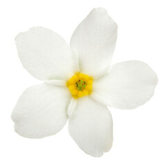 Fototapeta na wymiar White flowers of Forget-me-not (Myosotis arvensis), isolated on white background