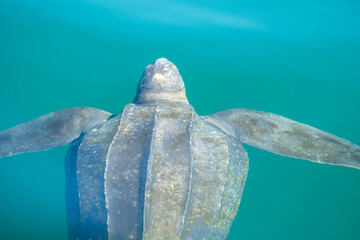 A large leatherback turtle swimming in the cold atlantic ocean. The closeup of the reptile shows...