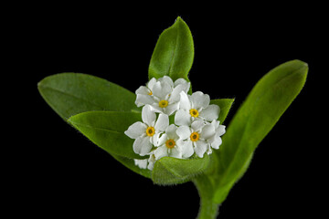 Obraz premium White flowers of Forget-me-not (Myosotis arvensis), isolated on black background