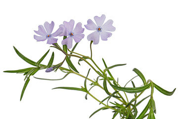 Fototapeta na wymiar Lilac flowers of phlox subulate, isolated on white background