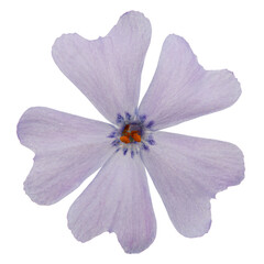 Lilac flower of phlox subulate, isolated on white background