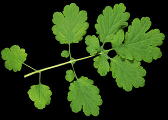 Fototapeta na wymiar Green leaves of celandine, isolated on black background