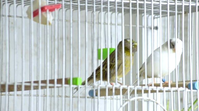 canarios en jaula 24