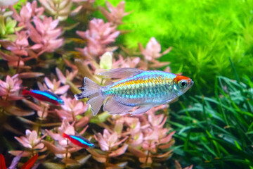 Aquarium fish : Congo tetra fish