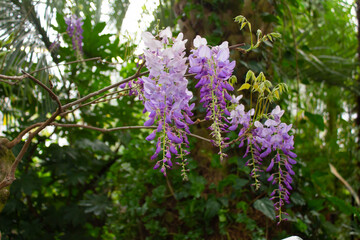 Lilac flowers of wisteria on branches in a botanical garden close-up.
