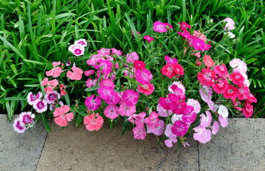 Colorful fragrant dianthus carnations blooming in lawn.