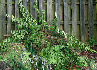 Fresh cut spring garden trimmings piled against fence.