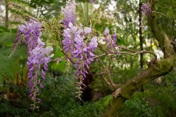 Obraz premium Lilac flowers of wisteria on the branches in the botanical garden.