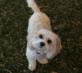 Doodle mix dog looking up at the camera, Doodle dog, white dog, groomed dog, white dog face, small dog, up close dog, white dog portrait, Mixed breed, dog looking at camera, doodle breed, mutt