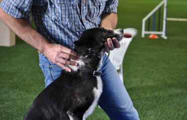 Chiropractic work being done on border collie dog, border collie adjusted, dog neck adjustment, canine chiropractor, sport dog body work