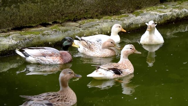 patos al aire libre 4