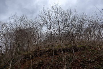 hazelnut tree