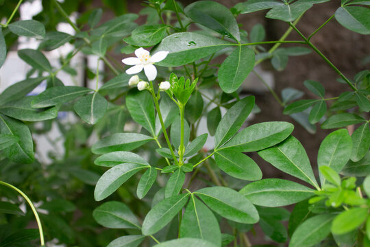 White muraya flower on a background of green leaves close up