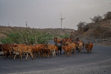 Obraz premium Cows on indian road