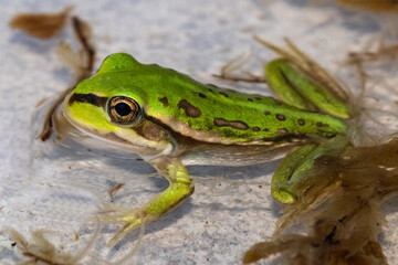 Metamorph of Growling Grass Frog