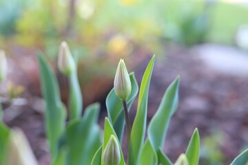 Obraz na płótnie Canvas green tulip